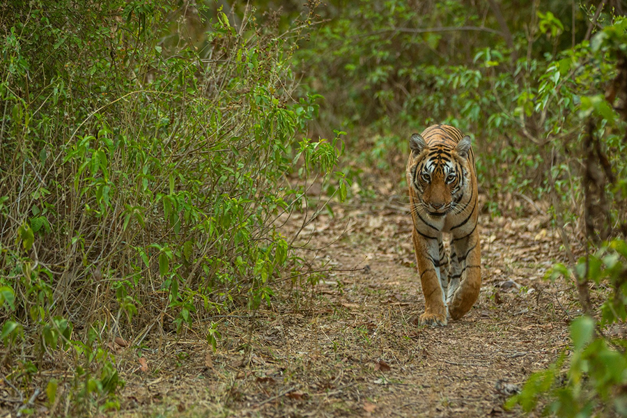 Wilpattu National Park Safari Adventure