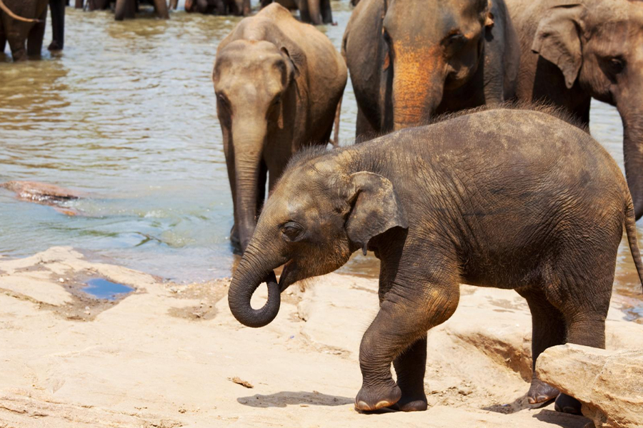 Pinnawala Elephant Experience Day Tour